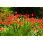 Crocosmia Lucifer - Montbretia