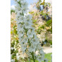 Delphinium (P) 'Galahad' - Ridderspoor - 