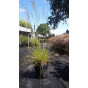 Deschampsia cespitosa - Smele
