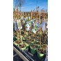 Vitis 'Boskoop Glory' Blauwe buitendruif
