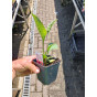 Echinacea purpurea - Zonnehoed