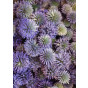 Echinops ritro - Kogeldistel