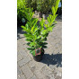 Prunus laur. Elly - Laurier