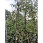 Oude fruitboom - Malus Elstar - Appelboom
