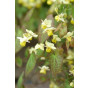 Epimedium perralc. 'Frohnleiten' - Elfenbloem - 
