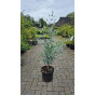 Eucalyptus cinerea