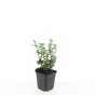 Euonymus fortunei 'Emerald Gaiety' - Bonte kardinaalsmuts