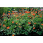 Geum coccineum Borisii - Nagelkruid