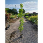 Quercus pal. Green Pillar - Zuil Moeraseik