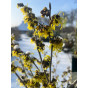 Hamamelis int. Pallida - Toverhazelaar
