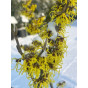 Hamamelis int. Pallida - Toverhazelaar