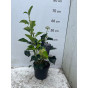 Hedera hel. Arborescens - Struikklimop 