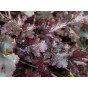Heuchera Obsidian - Purperklokje