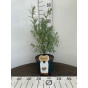 Hippophae rham. Friesdorfer Orange - Duindoorn
