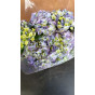Hydrangea macr. Nikko Blue - Bolhortensia
