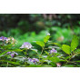 Hydrangea involucrata - Hortensia