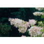 Hydrangea pan. Grandiflora - Pluimhortensia