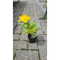 Hypericum Hidcote - Hertshooi