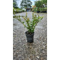 Ilex cr. Luxus - Buxusvervanger
