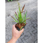 Imperata cylindrica Red Baron - Japans bloedgras