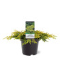 Juniperus communis Goldschatz | Jeneverbes