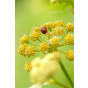 Levisticum officinale - Kruiskruid