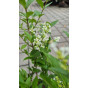 Ligustrum ovalifolium - Liguster