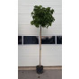 Liquidambar styraciflua 'Gum Ball' · Amberboom bolvorm