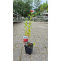 Lychnis chalcedonica - Brandende liefde