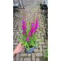 Lythrum virg. Dropmore Purple - Kattestaart