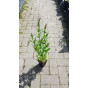 Lythrum virg. Dropmore Purple - Kattestaart