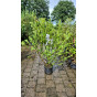 Magnolia stellata - Stermagnolia