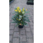 Mahonia media Winter Sun