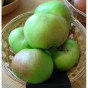 Malus Bramley's Seedling - Appelboom
