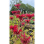 Monarda Mahogany - Bergamot