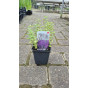 Nepeta faassenii - Kattenkruid