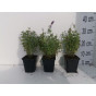 Nepeta Dropmore - Kattenkruid