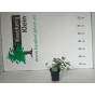 Nepeta racemosa Snowflake - Kattenkruid