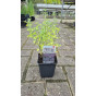 Nepeta Walkers Low - Kattenkruid -
