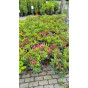 Rhododendron Nova Zembla - Partij Rhododendron