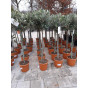 Olea europea - Olijfboom