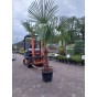Trachycarpus fortunei - Palmboom