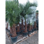 Trachycarpus fortunei - Palmboom