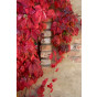 Parthenocissus quinquefolia Engelmanii | Wilde Wingerd