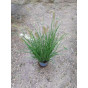 Pennisetum alop. Hameln - Lampenpoetser