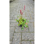 Persicaria affinis Superba - Duizendknoop