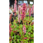 Persicaria affinis Superba - Duizendknoop