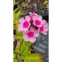 Phlox Bright Eyes - Vlambloem