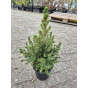 Picea glauca Conica - Dwergspar