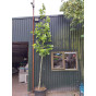 Plataan - Platanus hispanica - boom
